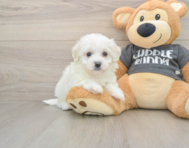 5 week old Havachon Puppy For Sale - Premier Pups
