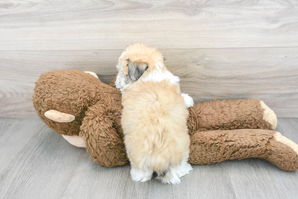 Adorable Havanese Designer Puppy