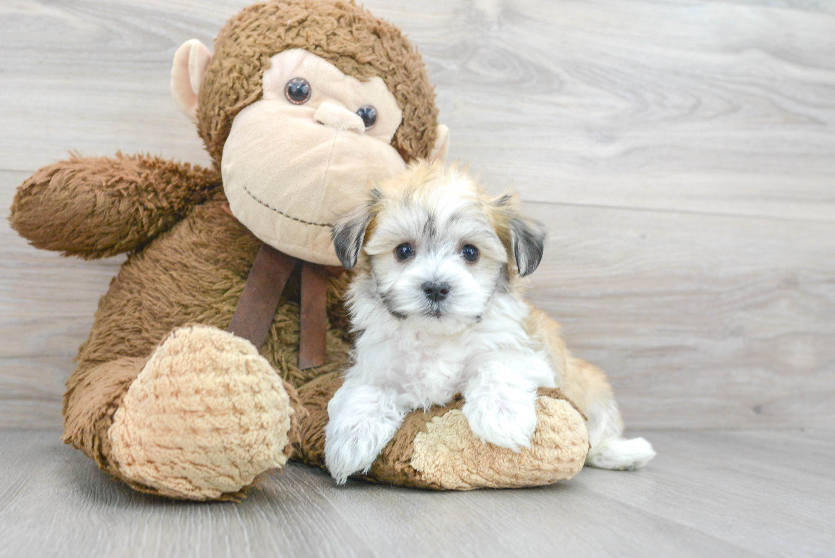 Havachon Pup Being Cute