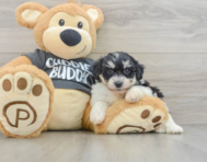 7 week old Havachon Puppy For Sale - Premier Pups