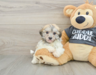 7 week old Havachon Puppy For Sale - Premier Pups