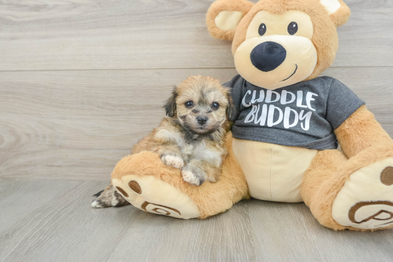 Meet Keira - our Havachon Puppy Photo 1/3 - Premier Pups