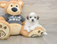7 week old Havachon Puppy For Sale - Premier Pups