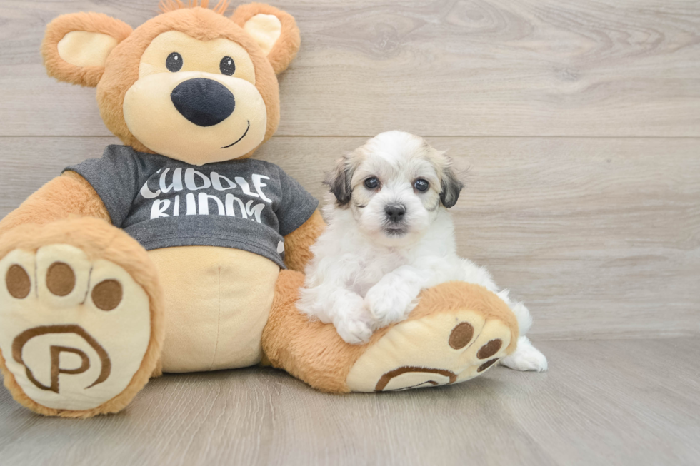 Havachon Puppy for Adoption
