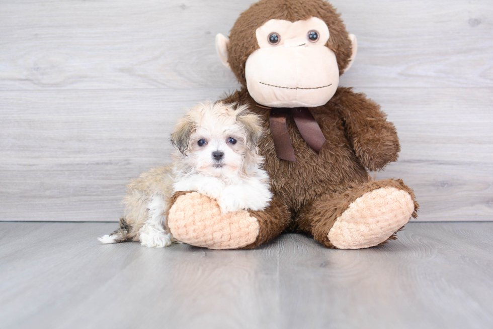 Smart Havachon Designer Pup