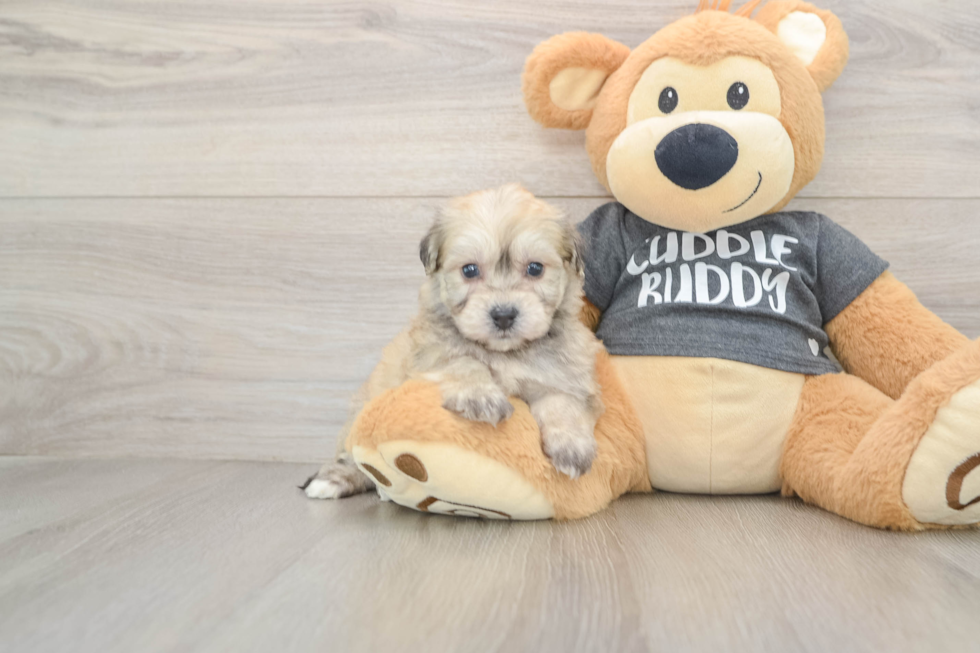 Havachon Puppy for Adoption