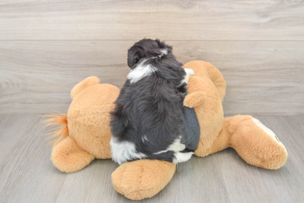 Fluffy Havachon Designer Pup