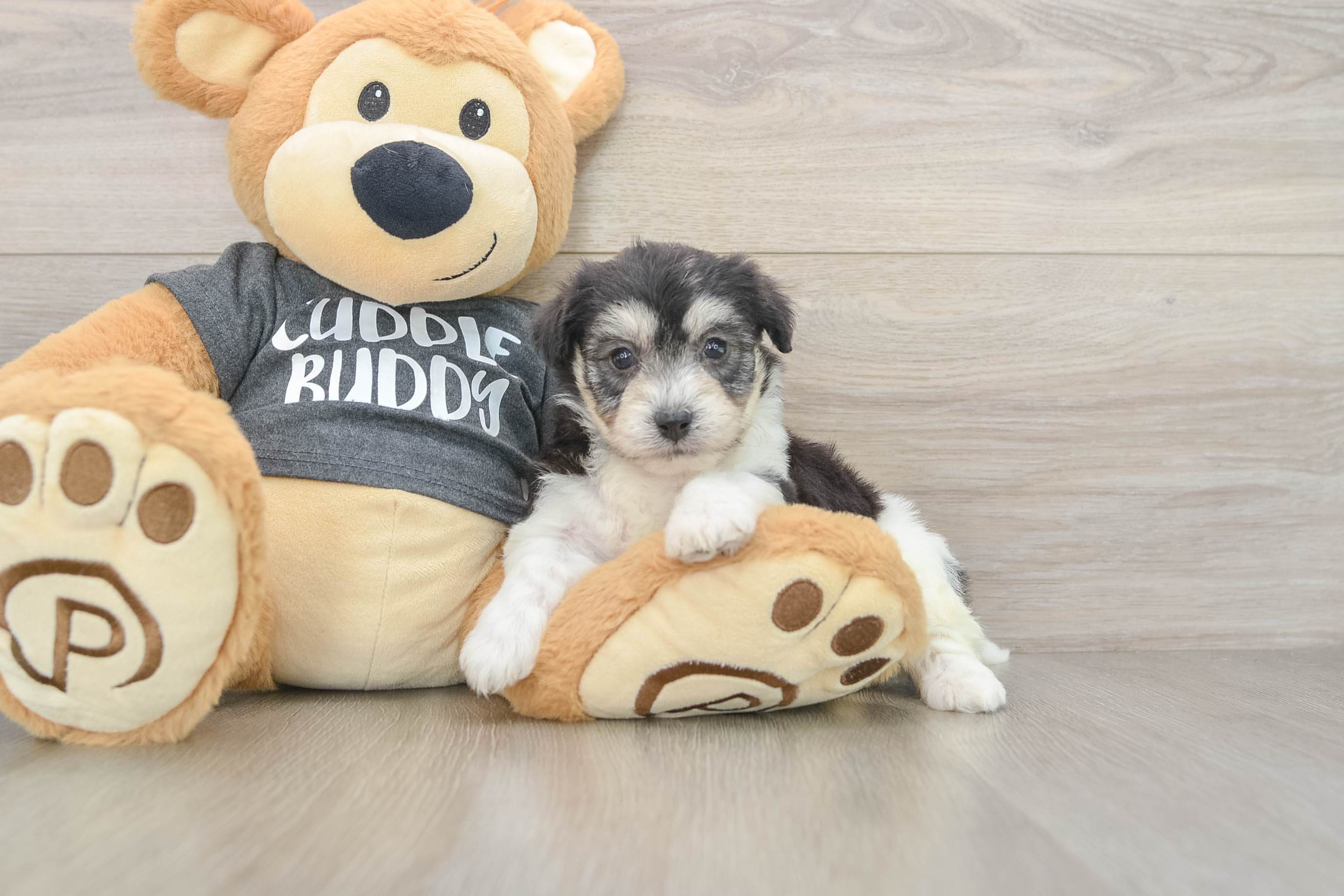 Playful Havashon Designer Puppy