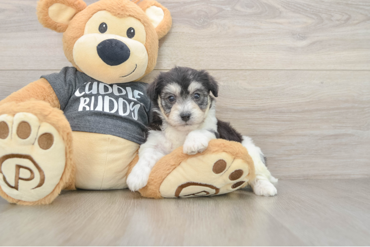 Playful Havashon Designer Puppy
