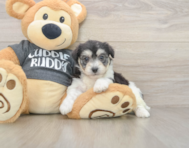 5 week old Havachon Puppy For Sale - Premier Pups