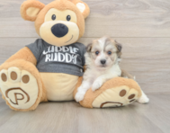 5 week old Havachon Puppy For Sale - Premier Pups