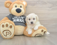 5 week old Havachon Puppy For Sale - Premier Pups