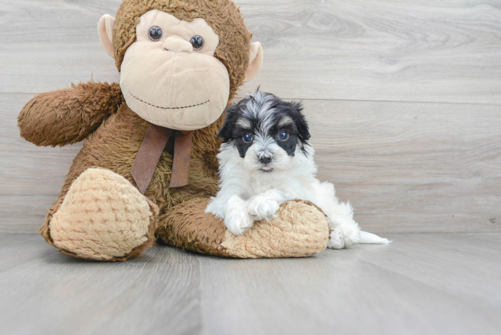 Little Havanese Designer Puppy