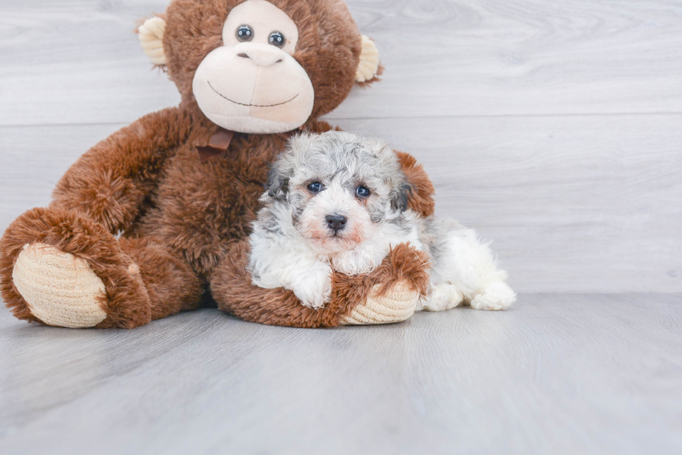 Playful Havanese Designer Puppy