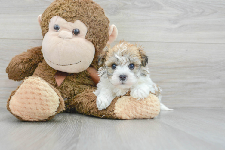 Hypoallergenic Havanese Designer Puppy