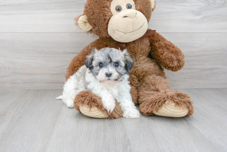 Energetic Havanese Designer Puppy