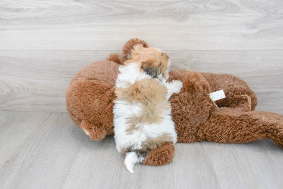 Cute Havanese Designer Puppy