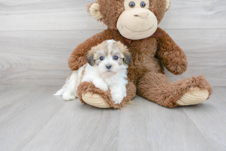 Little Havanese Designer Puppy