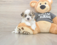 5 week old Havachon Puppy For Sale - Premier Pups