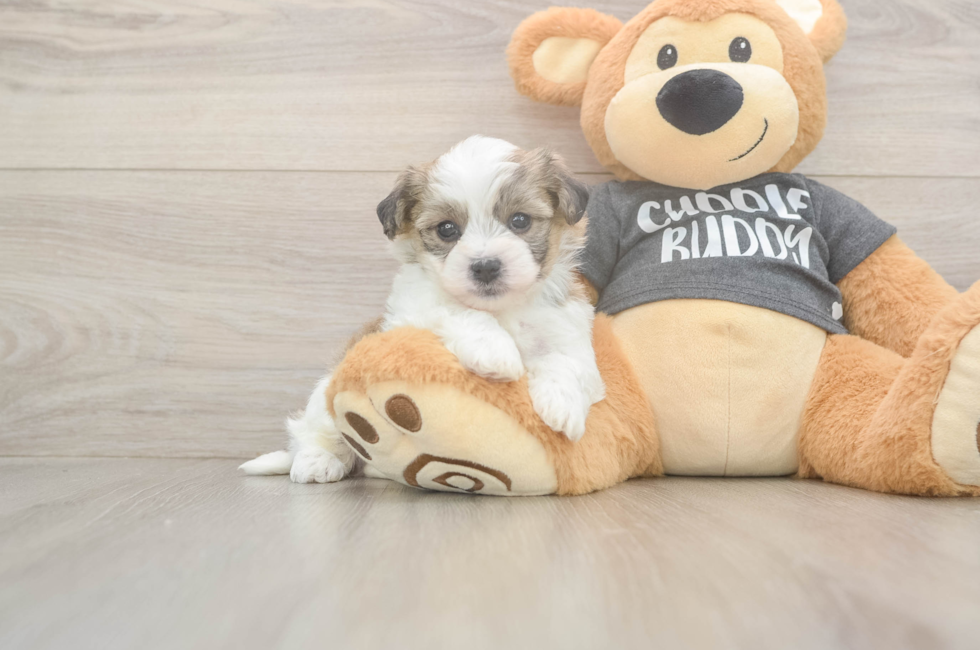 5 week old Havachon Puppy For Sale - Premier Pups