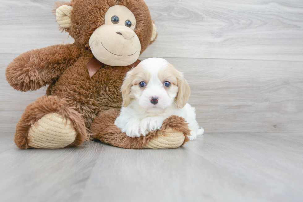 Sweet Cavachon Baby