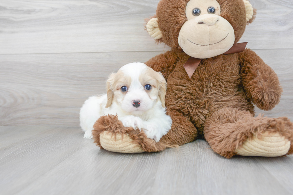 Friendly Cavachon Baby