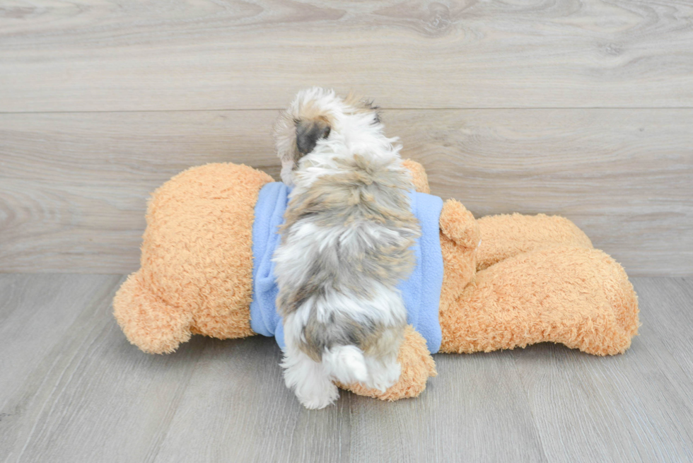 Playful Havanese Designer Puppy