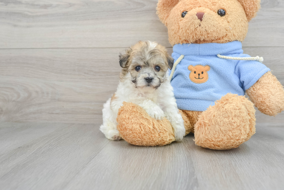 Little Havanese Designer Puppy