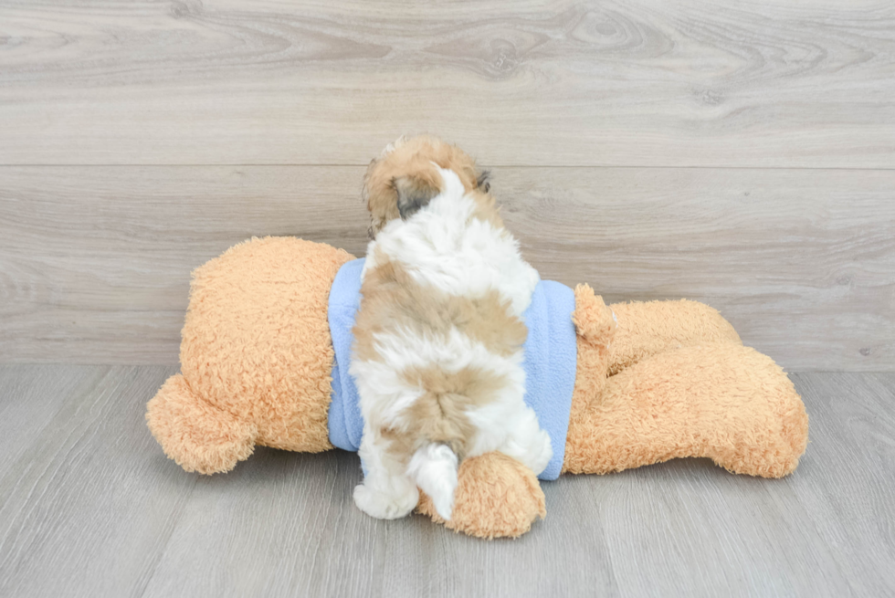 Petite Havachon Designer Pup