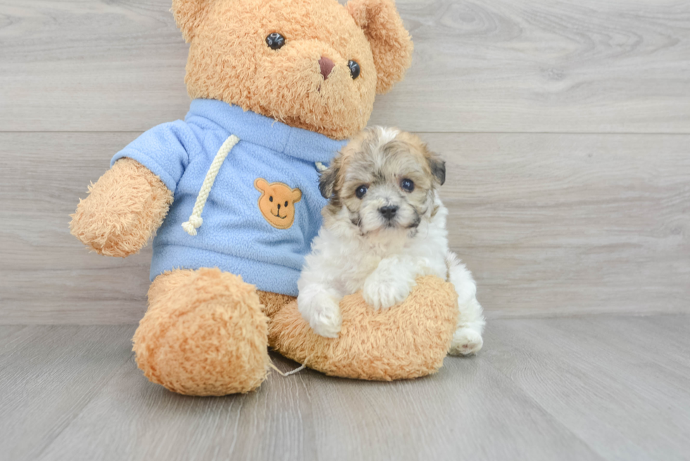 Havachon Puppy for Adoption