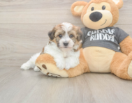 5 week old Havachon Puppy For Sale - Premier Pups