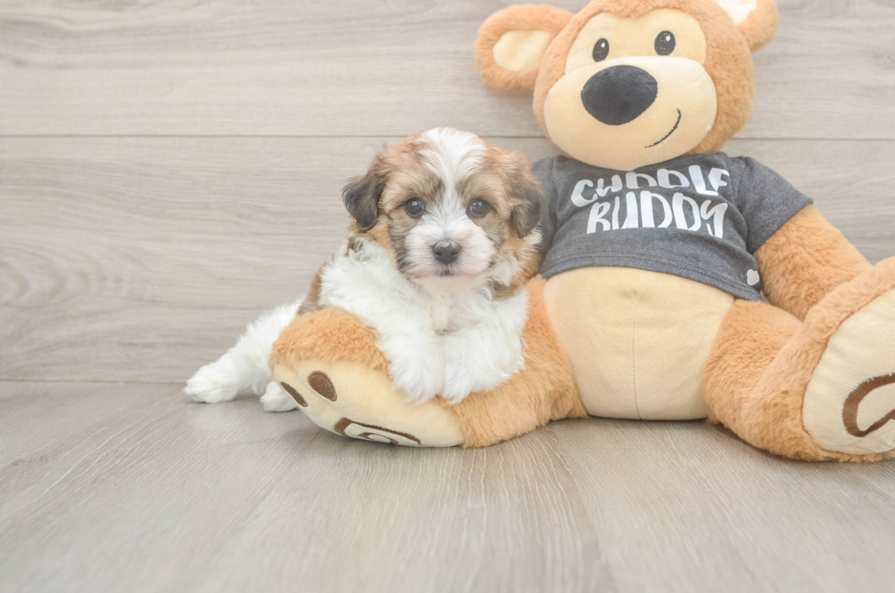 5 week old Havachon Puppy For Sale - Premier Pups