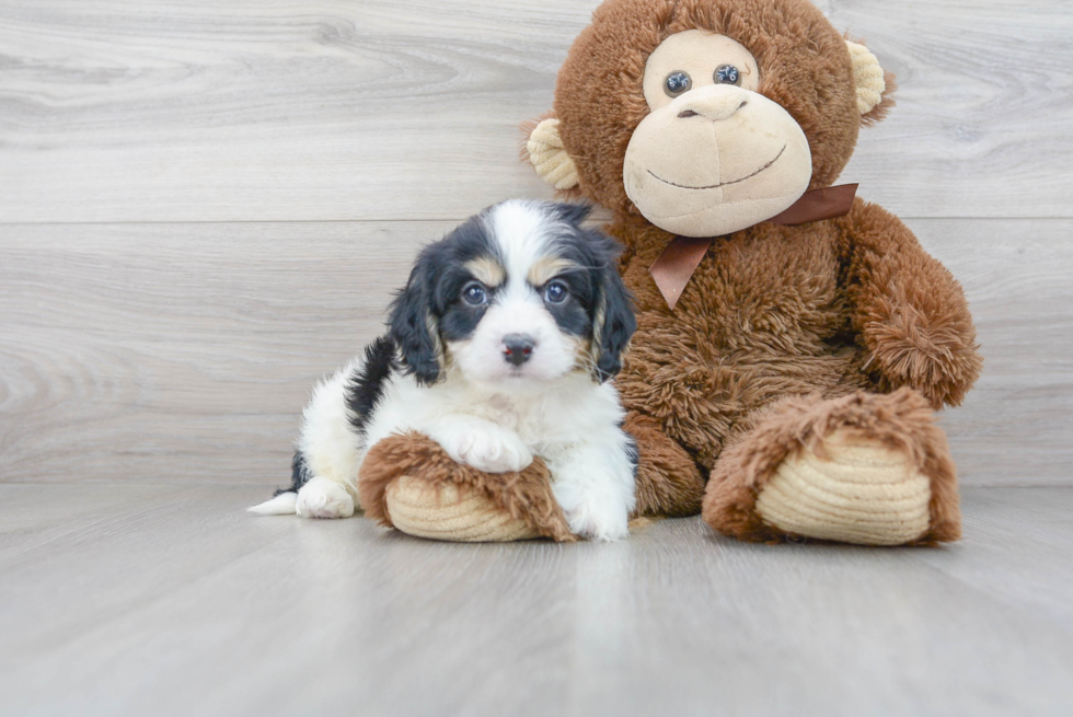 Cavachon Puppy for Adoption