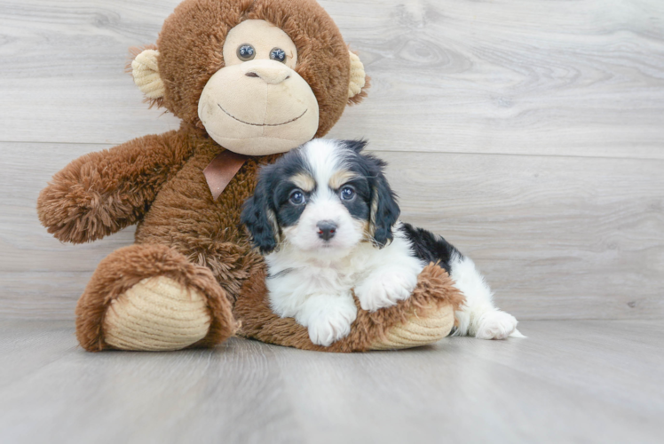 Best Cavachon Baby