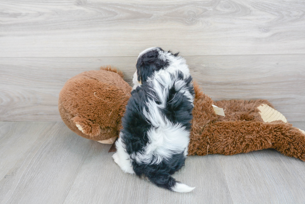 Cavachon Pup Being Cute