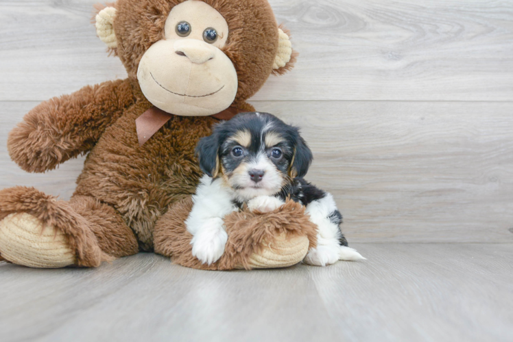 Playful Cavalier Designer Puppy