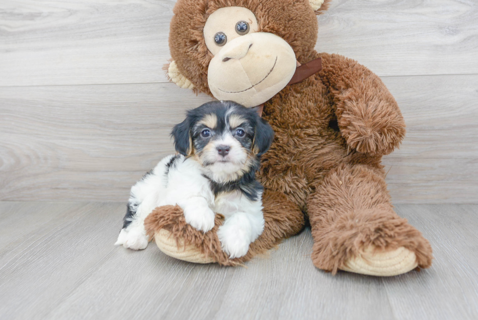 Petite Cavachon Designer Pup