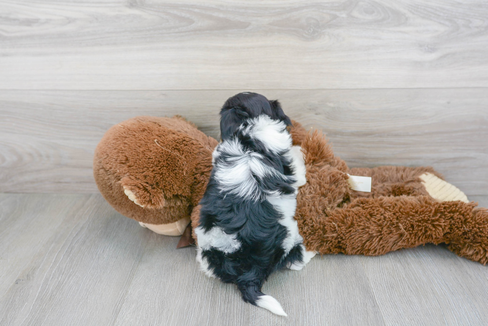 Happy Cavachon Baby