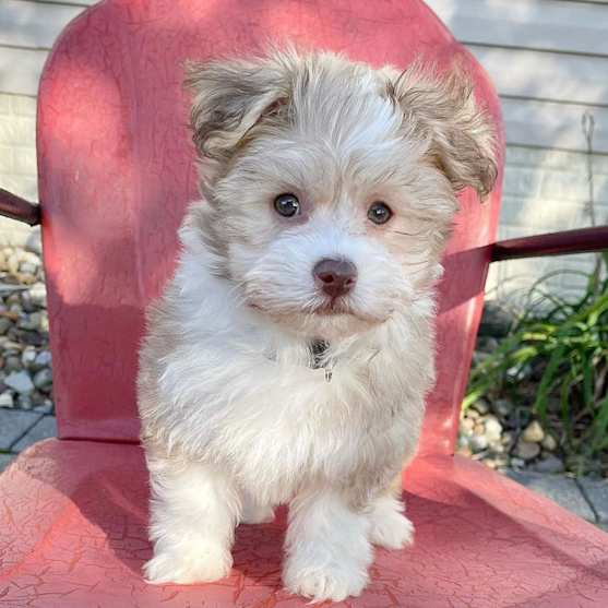 Sable Havanese dog Small Havanese sitting on a chair