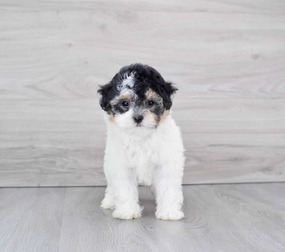 Havanese Pup Being Cute