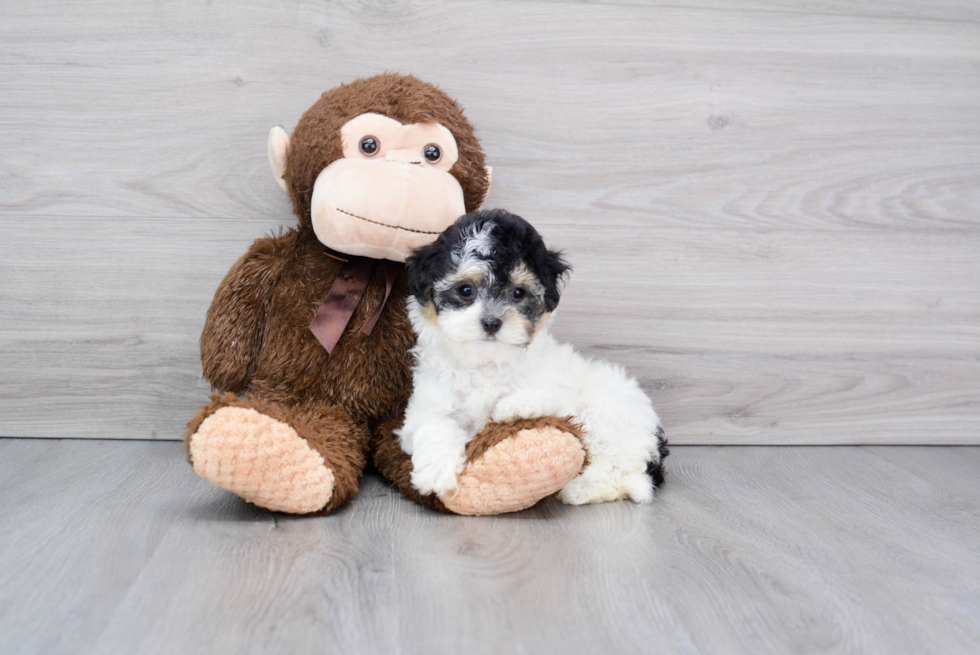 Havanese Pup Being Cute