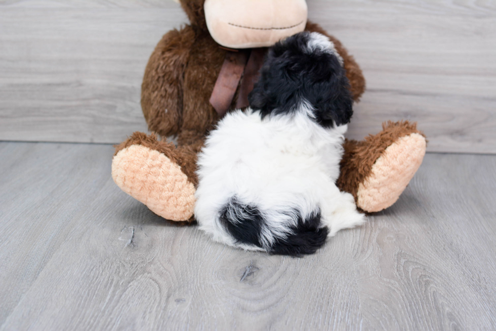 Cute Havanese Purebred Puppy