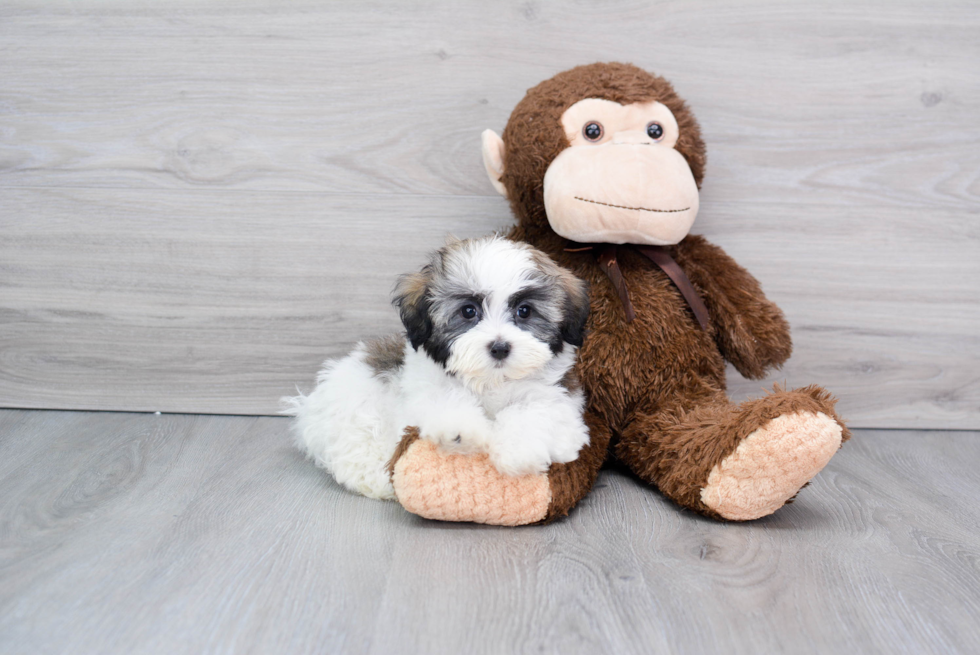 Havanese Pup Being Cute