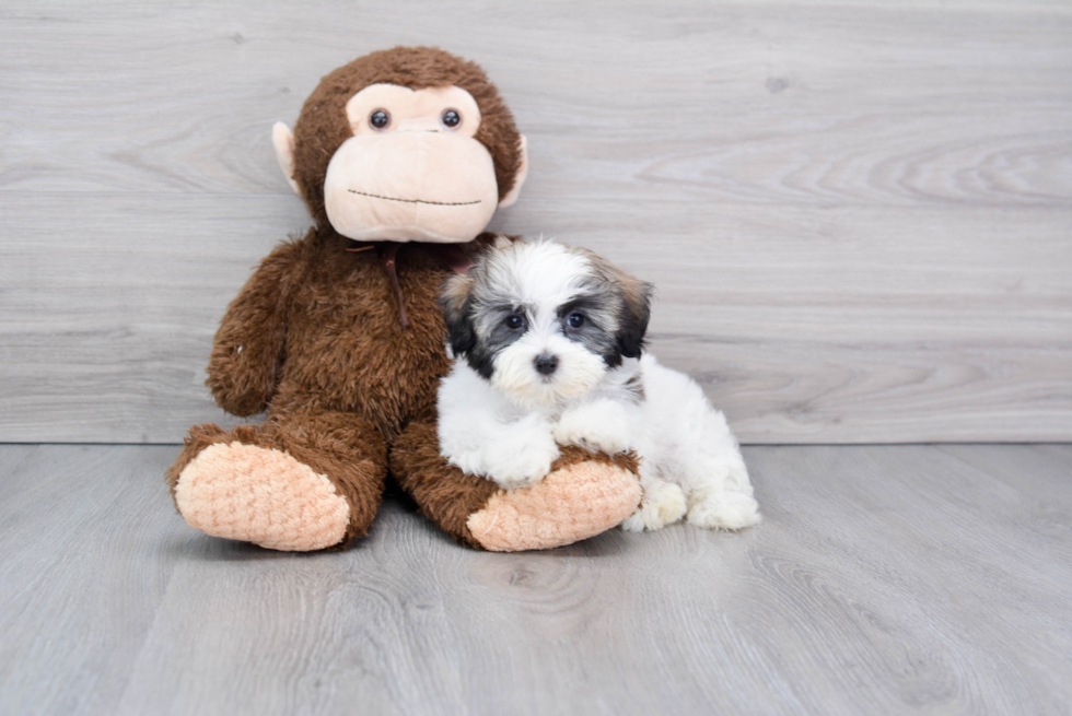 Popular Havanese Baby