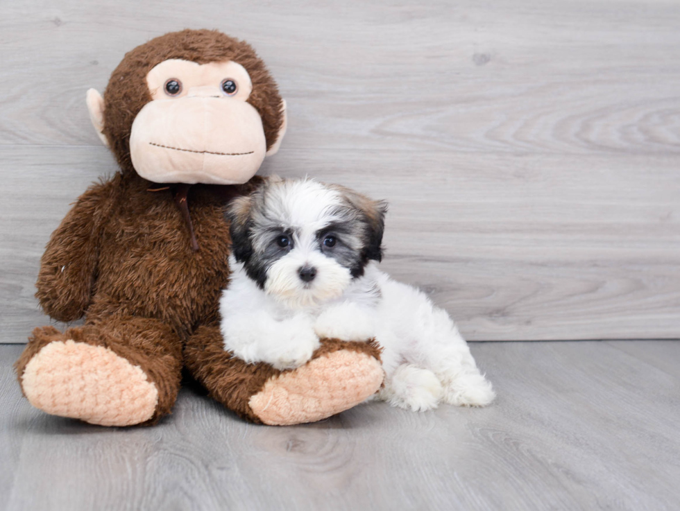 Playful Havanese Purebred Pup