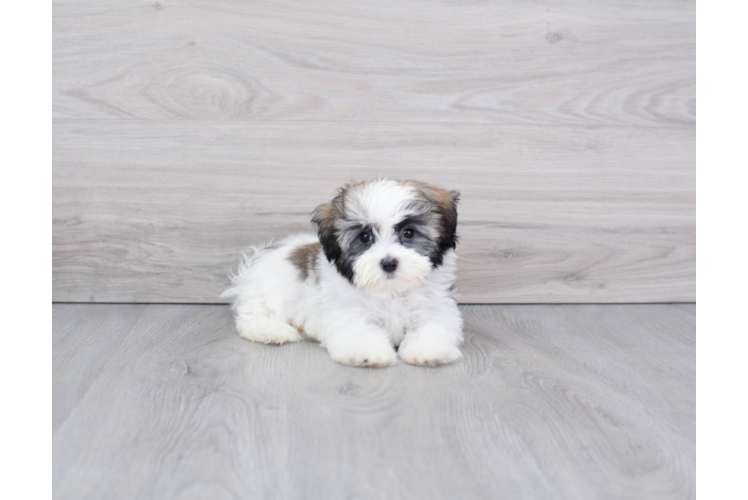 Havanese Puppy for Adoption