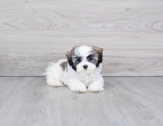 Havanese Puppy for Adoption