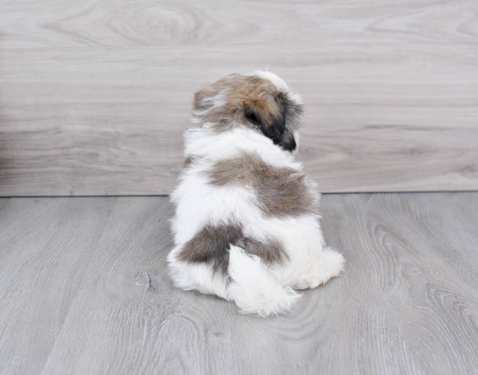 Best Havanese Baby