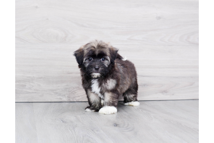 Havanese Puppy for Adoption