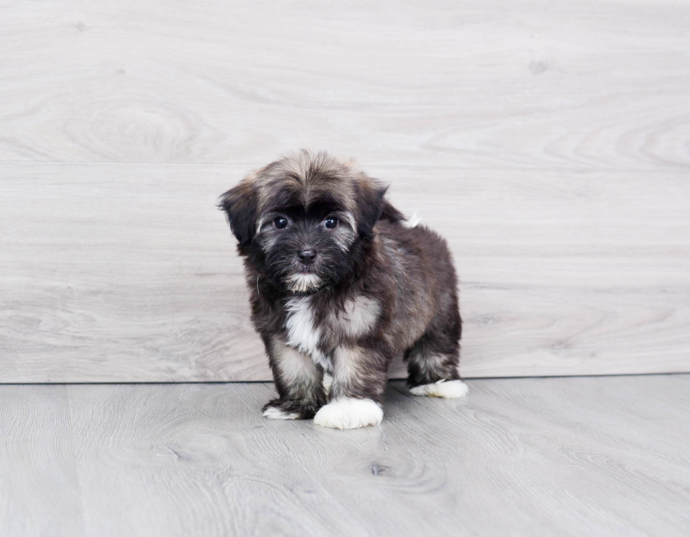 Havanese Puppy for Adoption